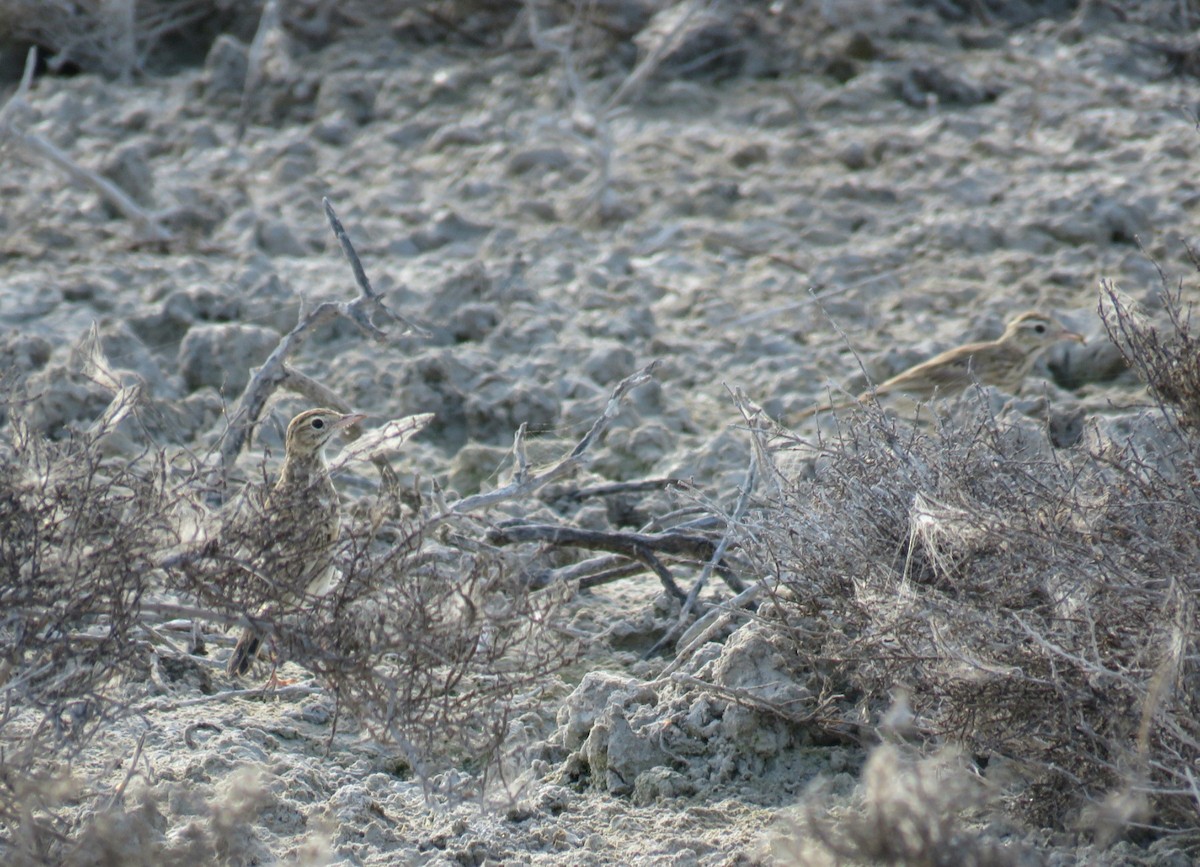 Australian Pipit - Jude Friesen