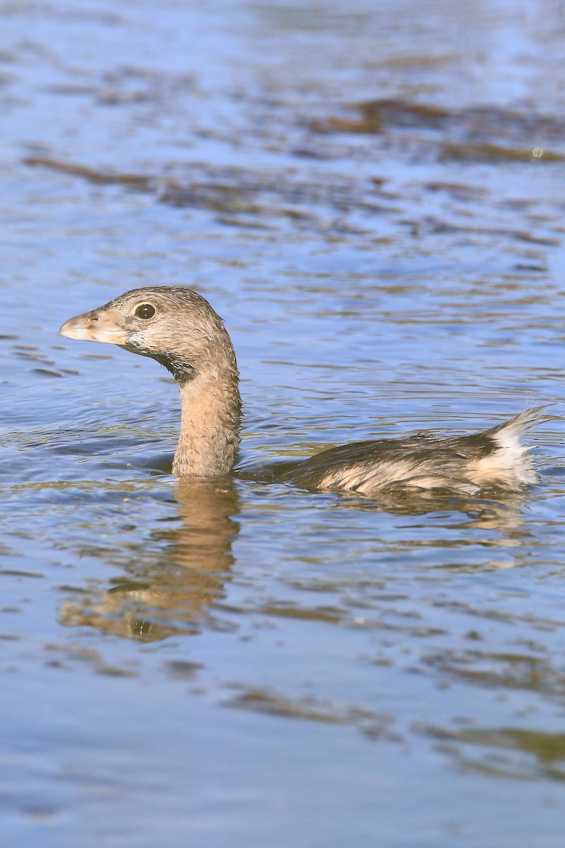 Pied-billed Grebe - Elías Marín