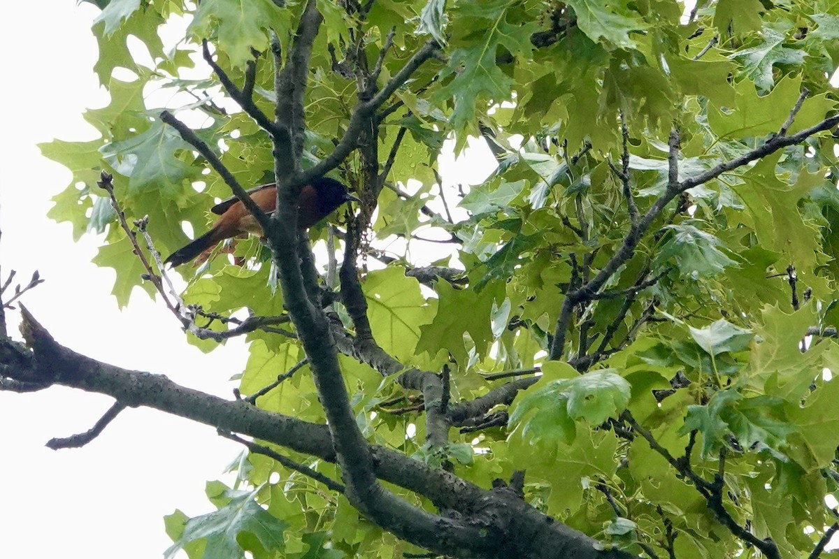 Orchard Oriole - ML619187794