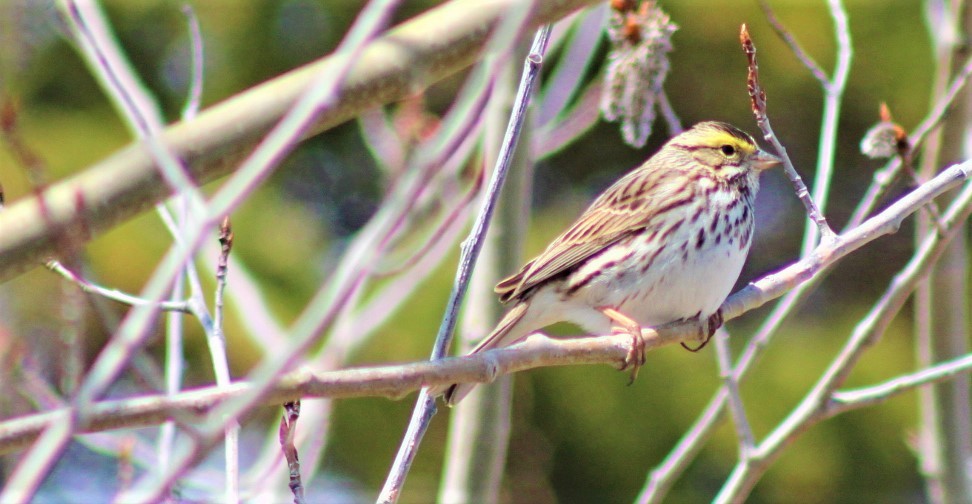 Savannah Sparrow - Luc Bourassa