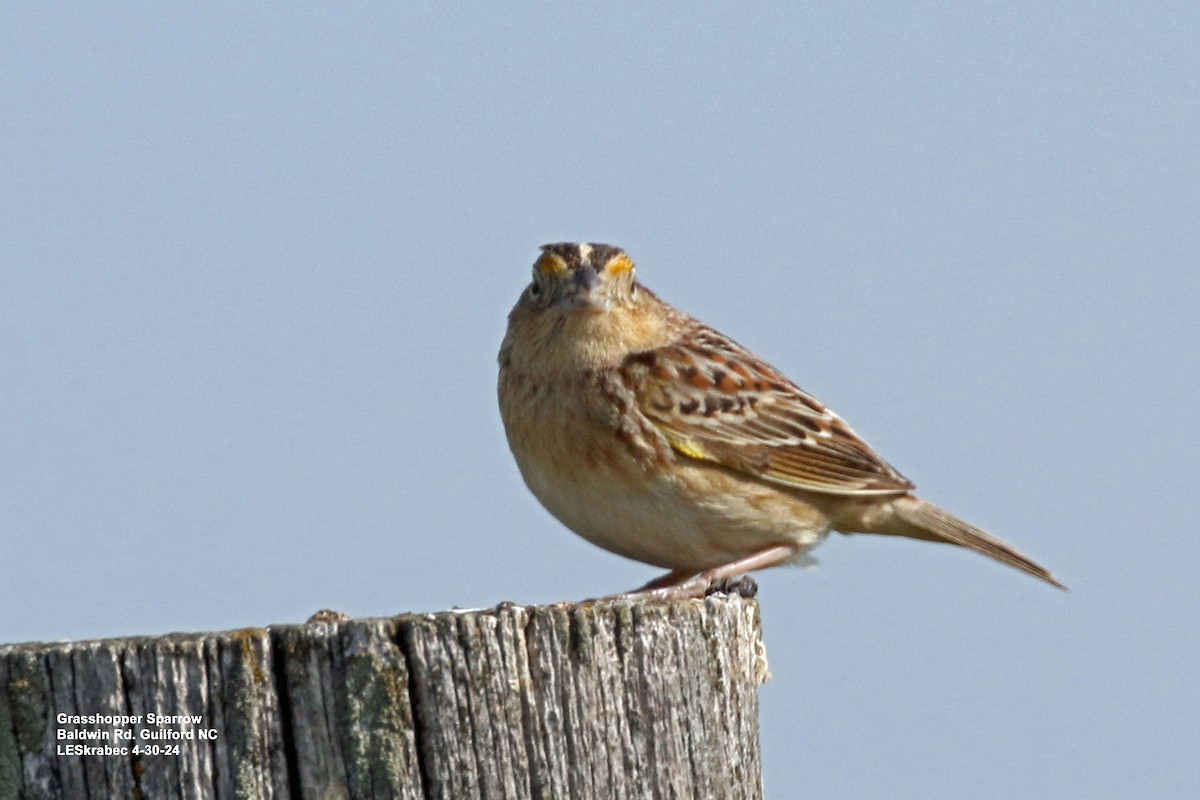Grasshopper Sparrow - L Skrabec