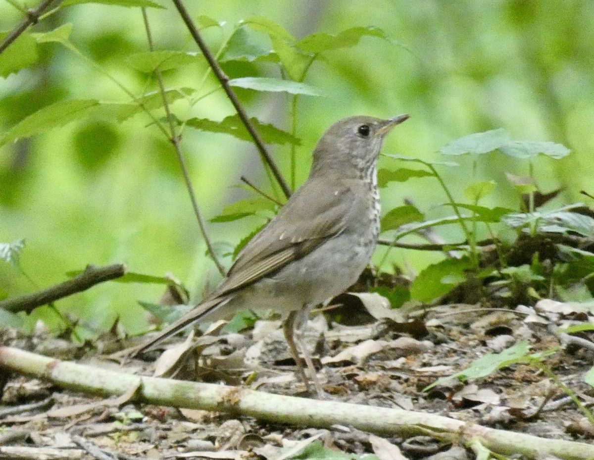 Bicknell's Thrush - ML619187803