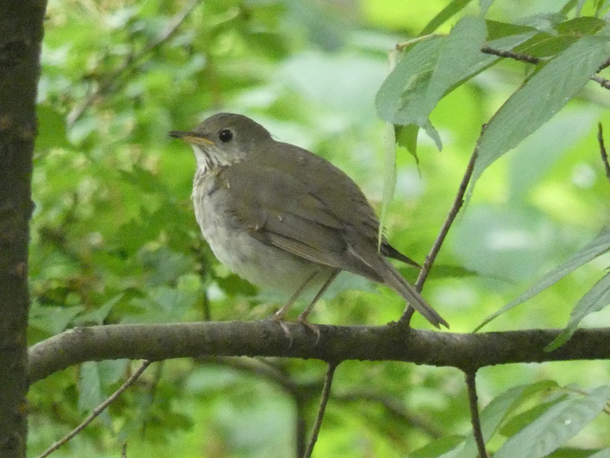 Bicknell's Thrush - ML619187805