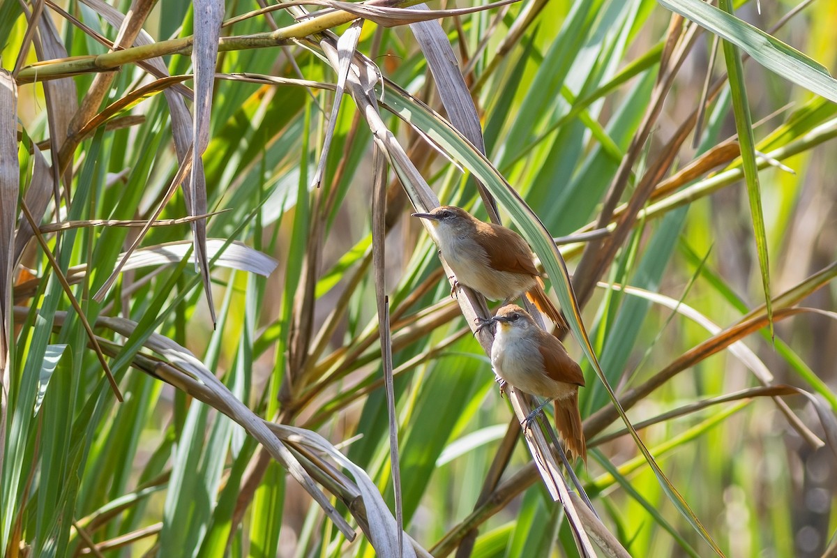 Yellow-chinned Spinetail - Gabriel Bonfa