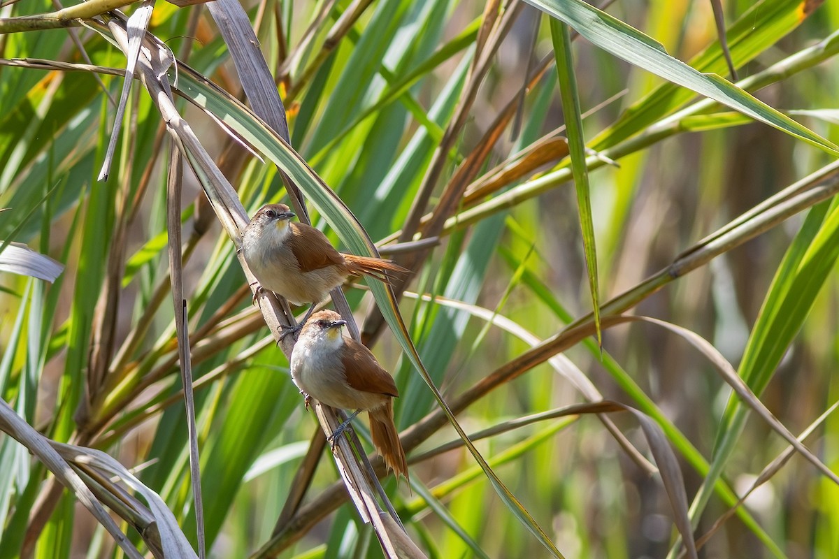 Yellow-chinned Spinetail - Gabriel Bonfa