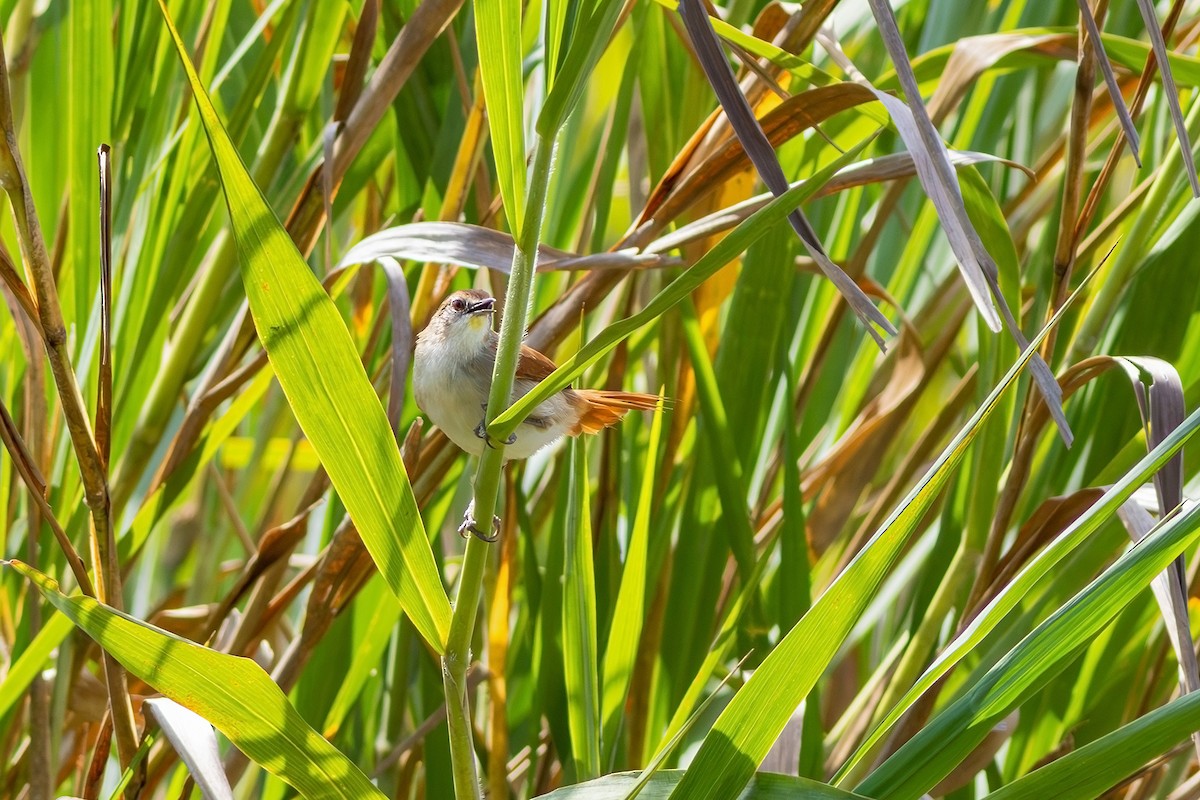 Yellow-chinned Spinetail - ML619187812