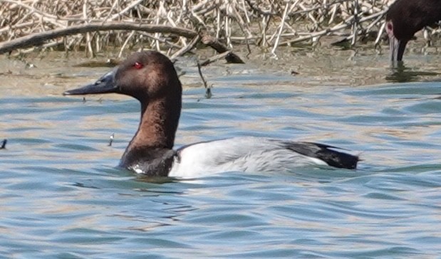 Canvasback - ML619187825