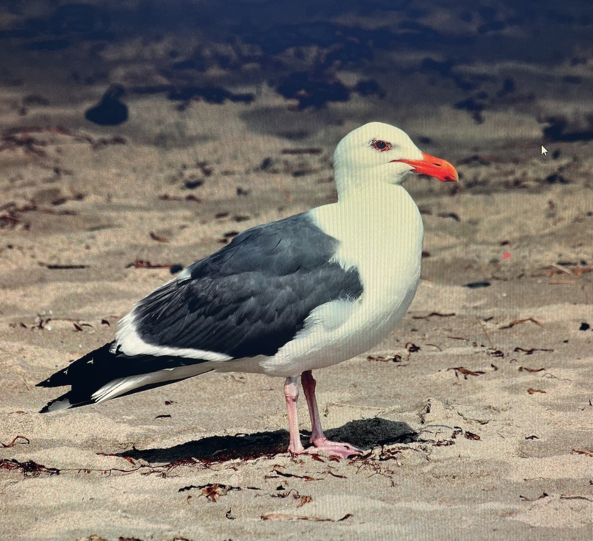 Western Gull - ML619187832