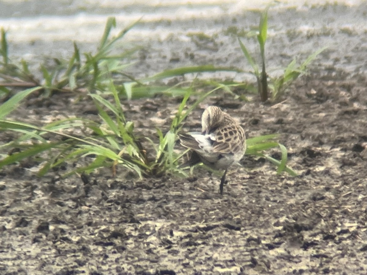 White-rumped Sandpiper - Kevin Kubach