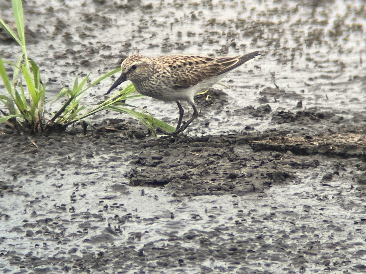 White-rumped Sandpiper - Kevin Kubach