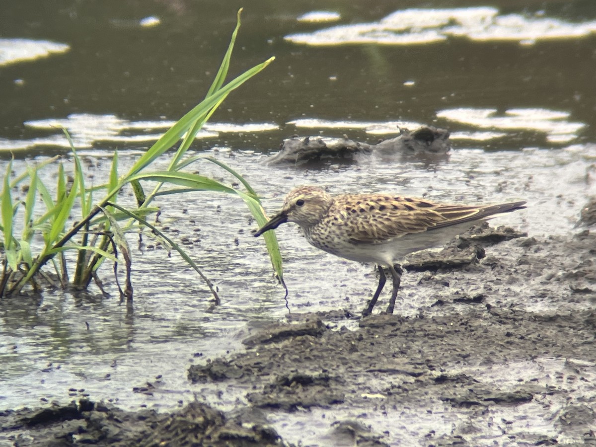 White-rumped Sandpiper - Kevin Kubach