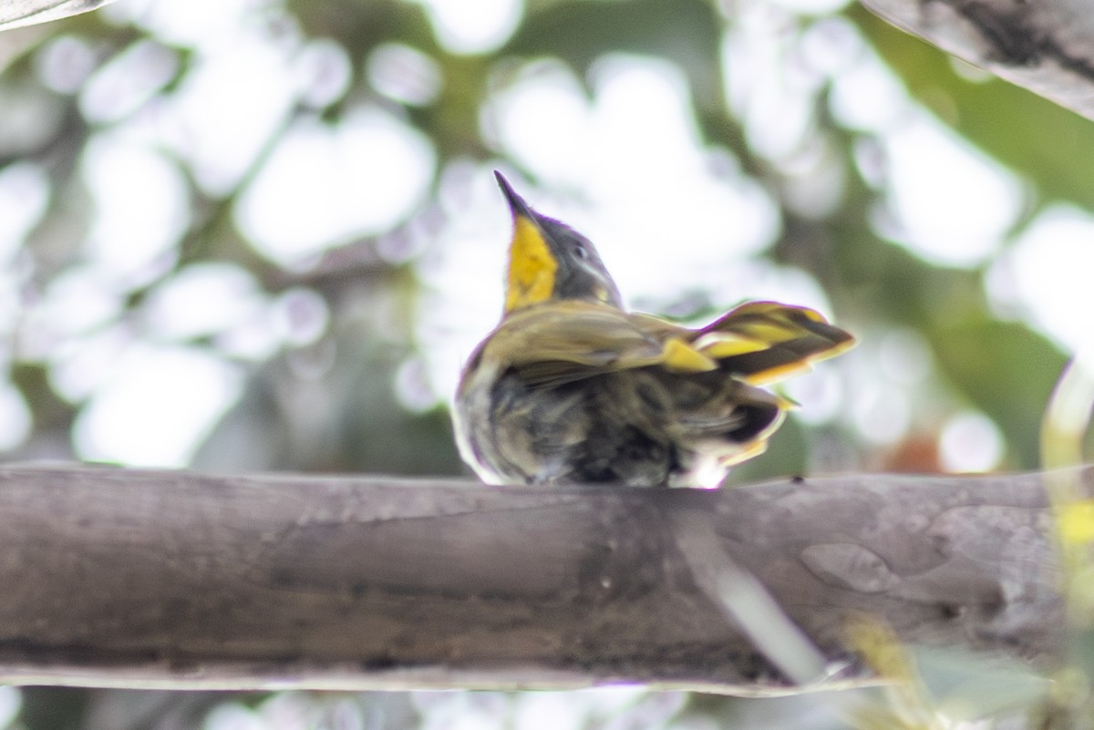 Yellow-throated Honeyeater - Pedro Nicolau