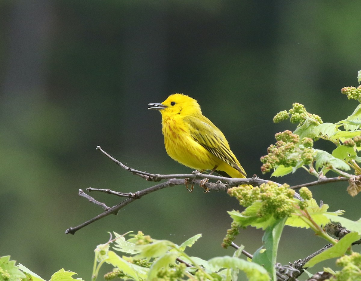Yellow Warbler (Northern) - Andrew Vallely