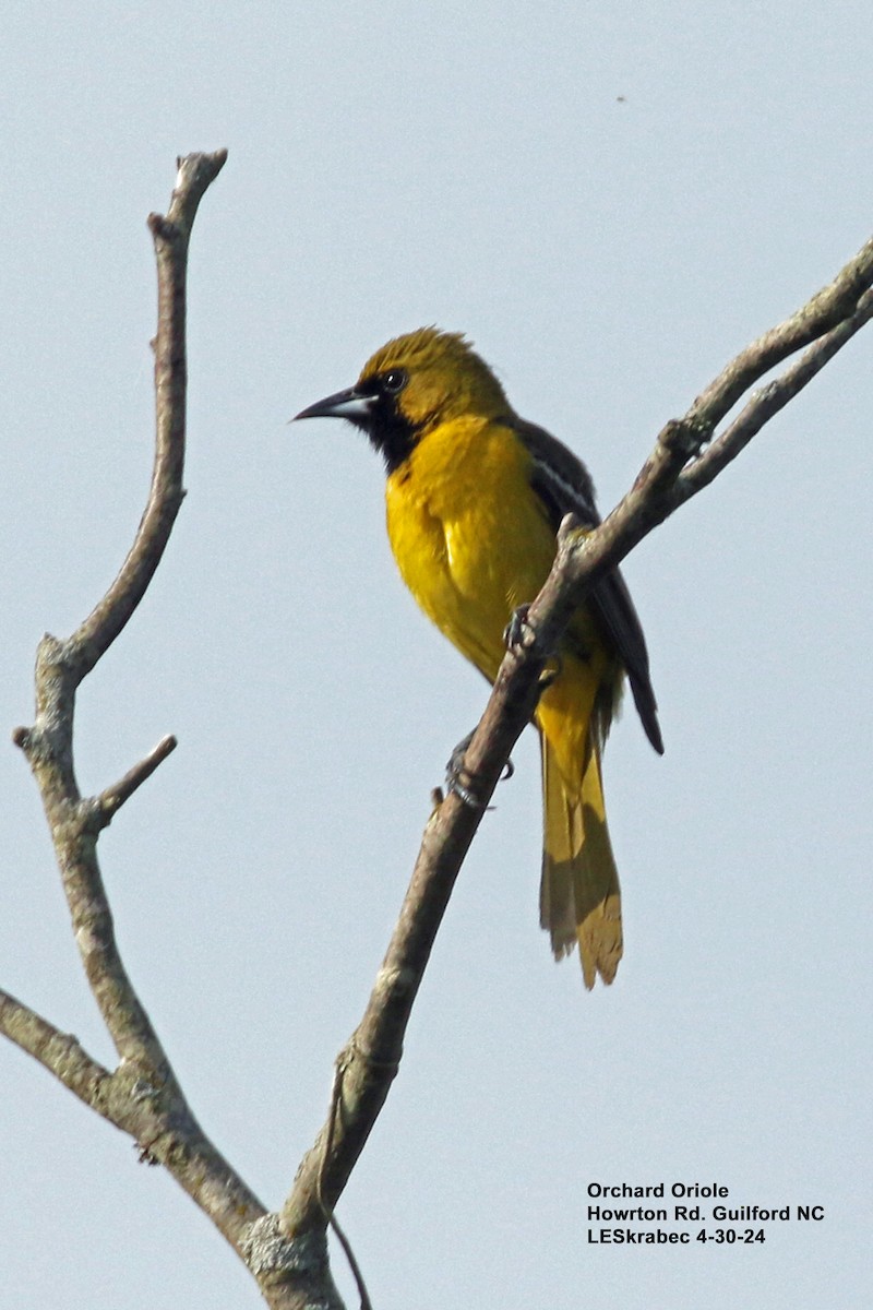 Orchard Oriole - L Skrabec