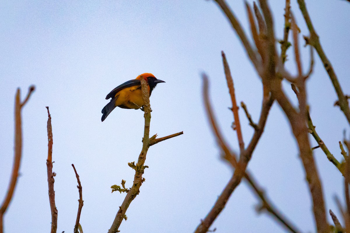 Orange-crowned Oriole - Steven Rodríguez