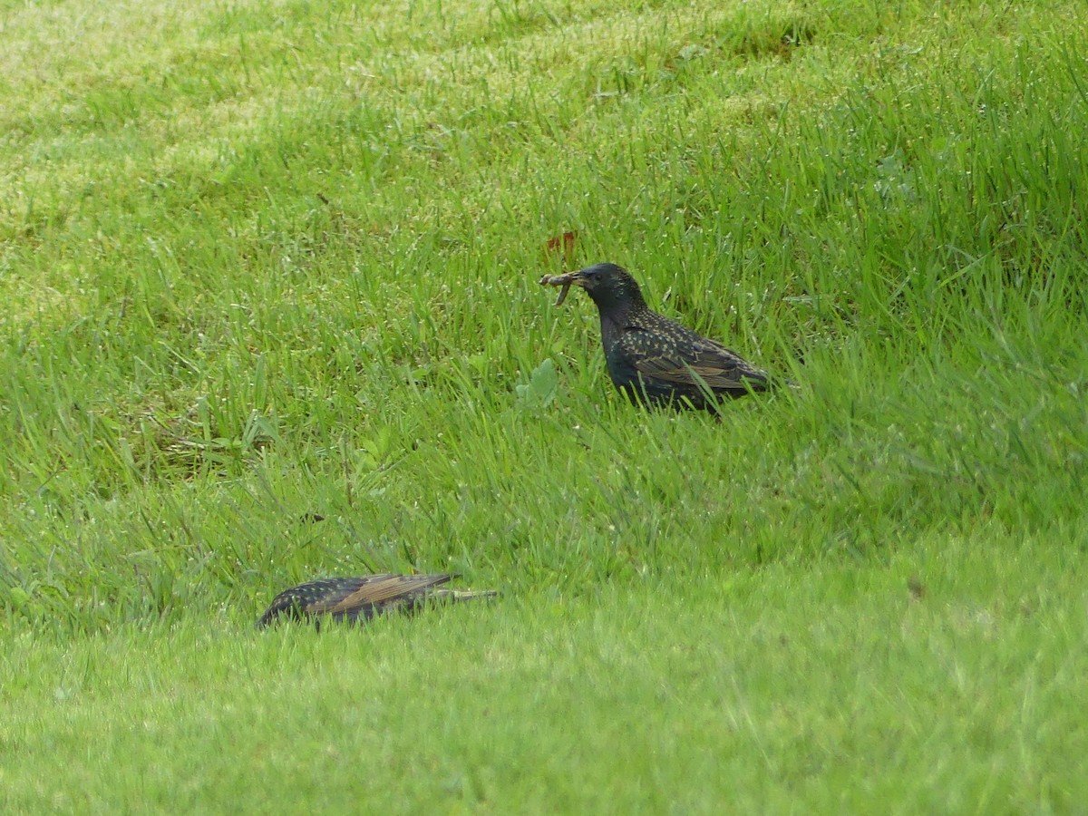 European Starling - ML619187885