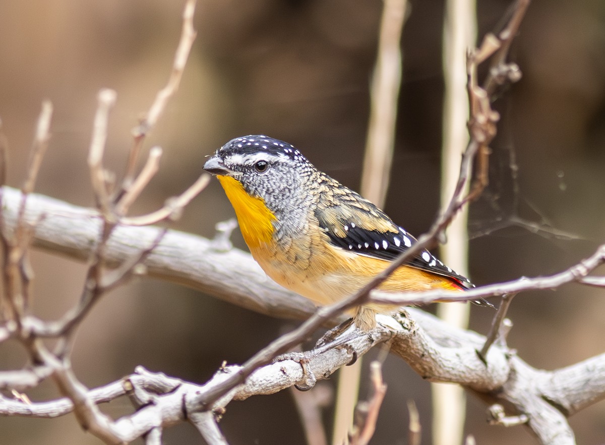 Pardalote pointillé - ML619187890