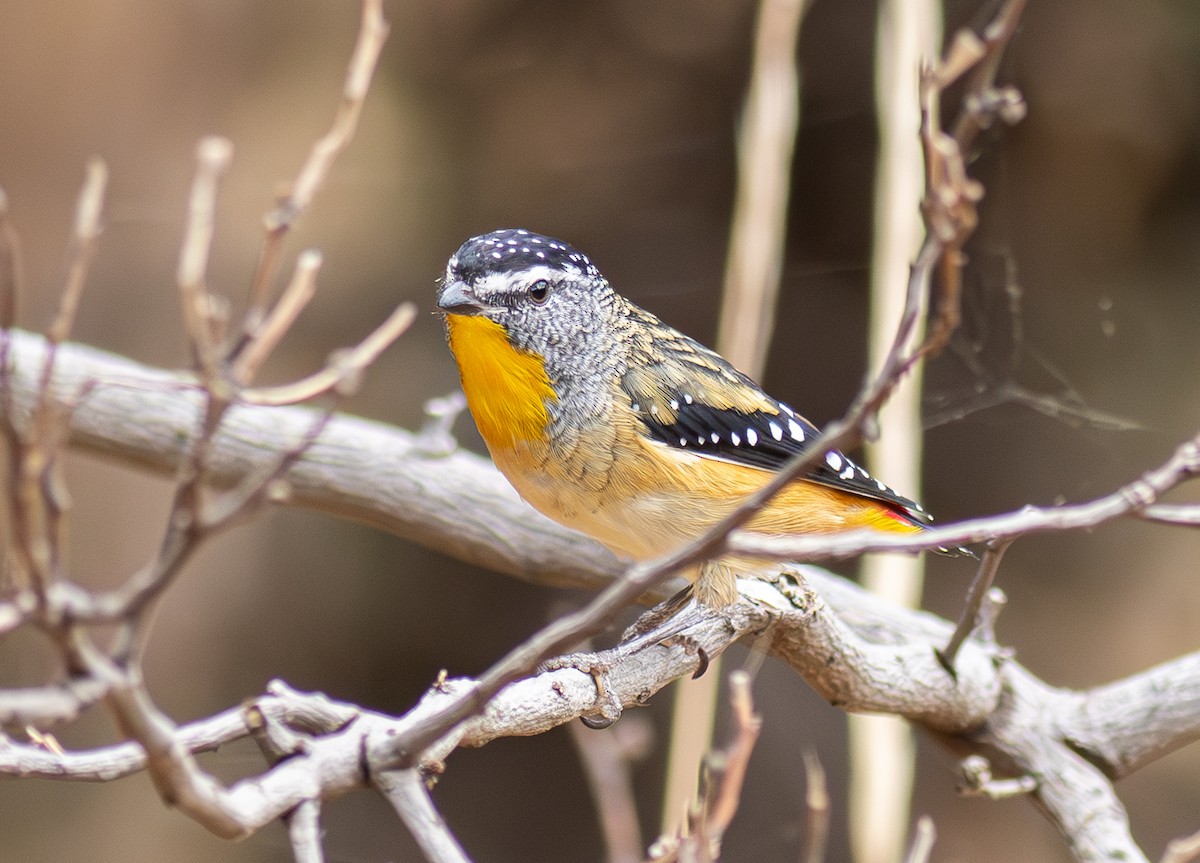 Fleckenpanthervogel - ML619187891