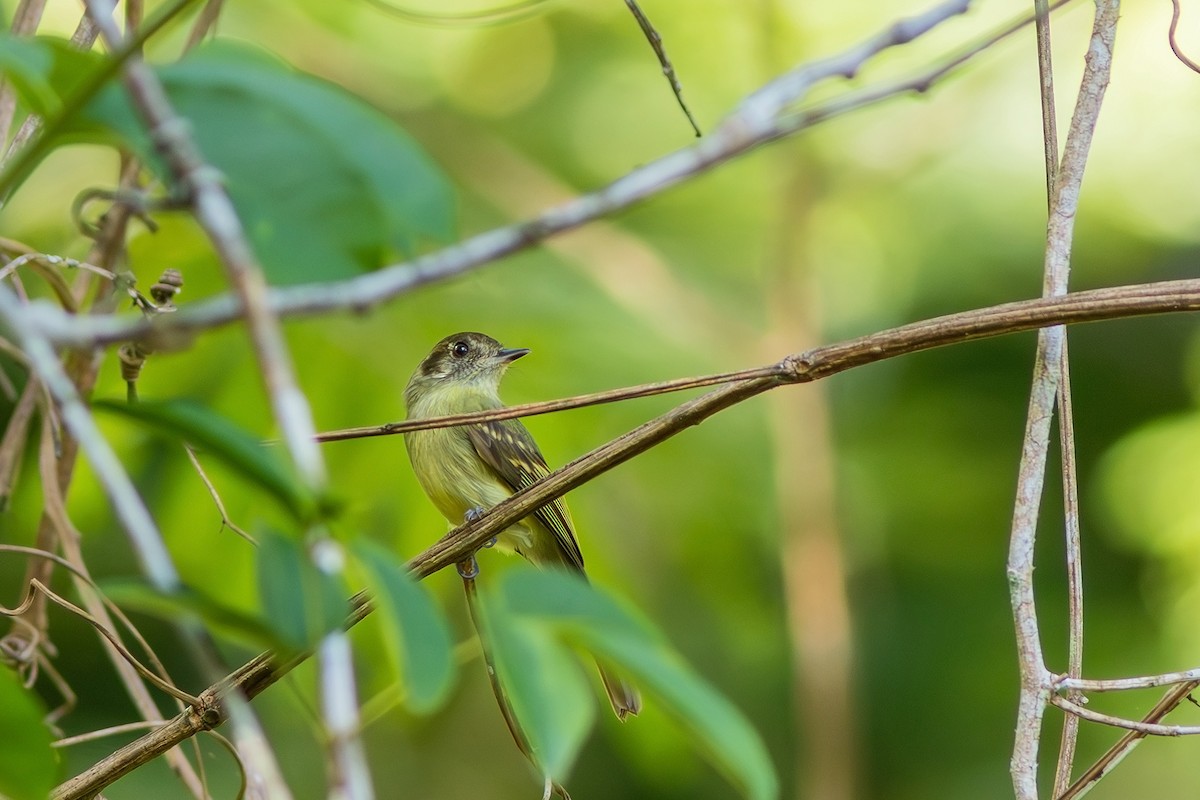 Sepia-capped Flycatcher - ML619187902