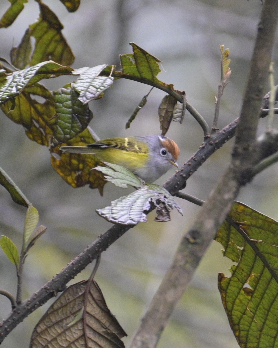 Chestnut-crowned Warbler - Partha Saradhi Allam