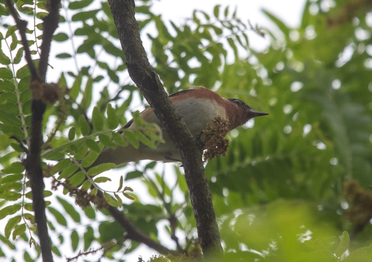 Bay-breasted Warbler - Clive Harris