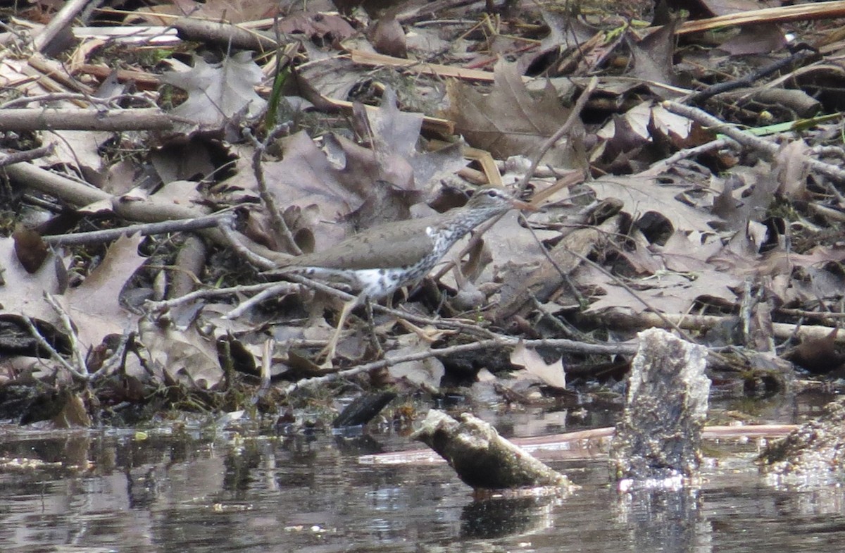 Spotted Sandpiper - ML619187909