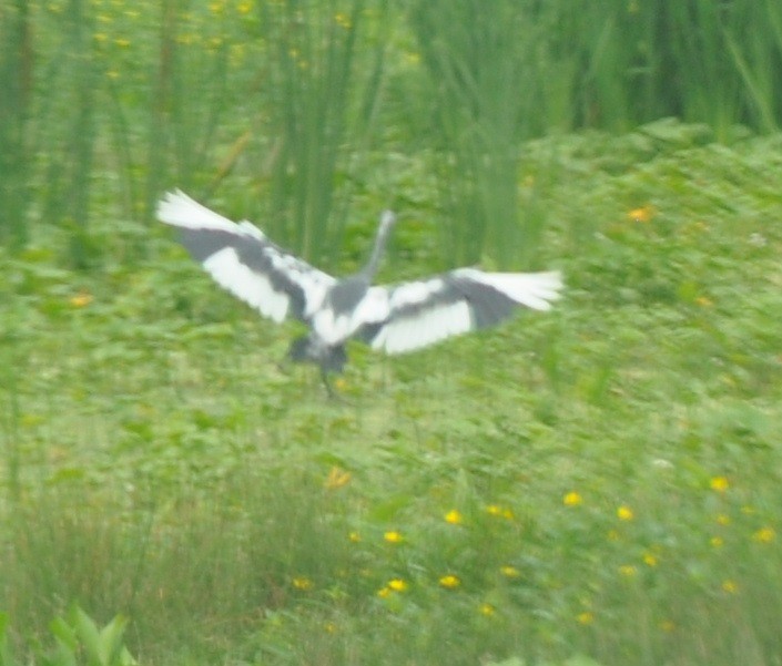 Little Blue Heron - ML61918791