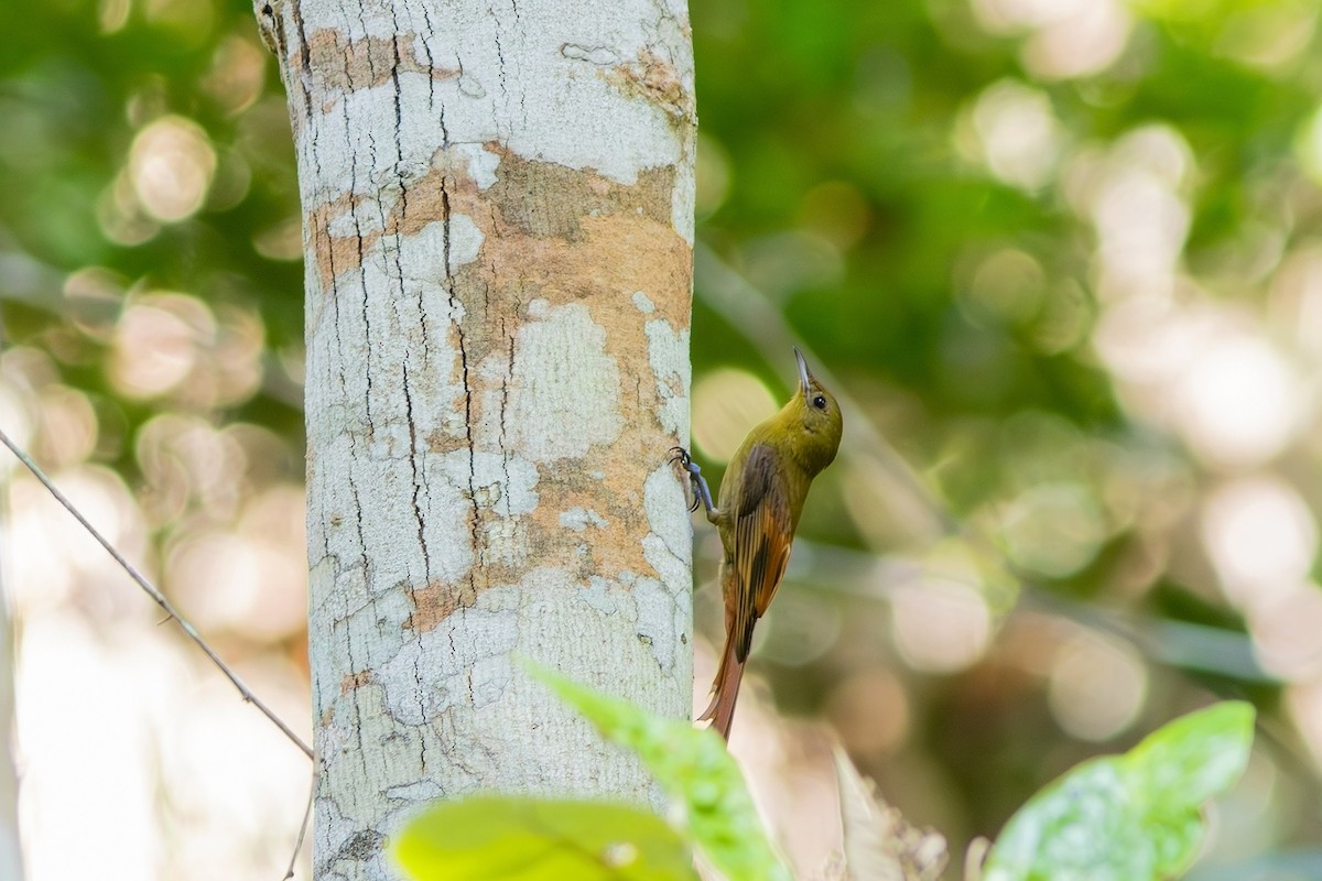 Olivaceous Woodcreeper - ML619187911