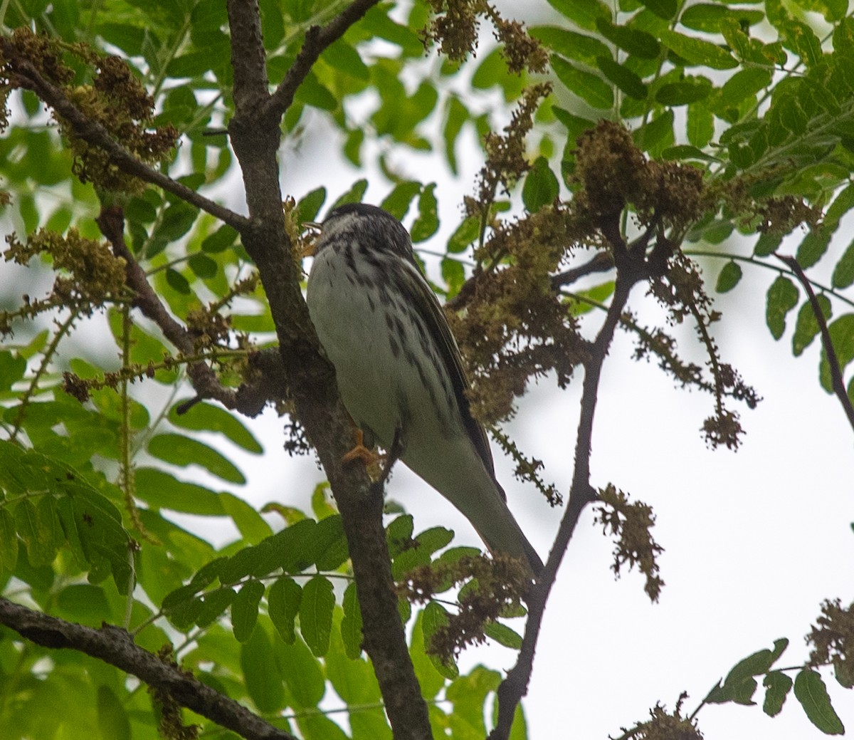 Blackpoll Warbler - Clive Harris