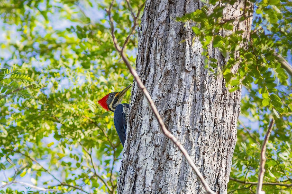 Lineated Woodpecker - Gabriel Bonfa