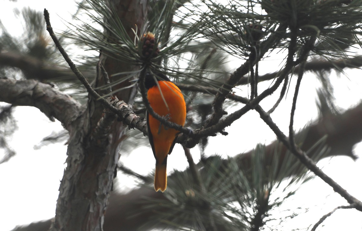 Baltimore Oriole - ML619187926