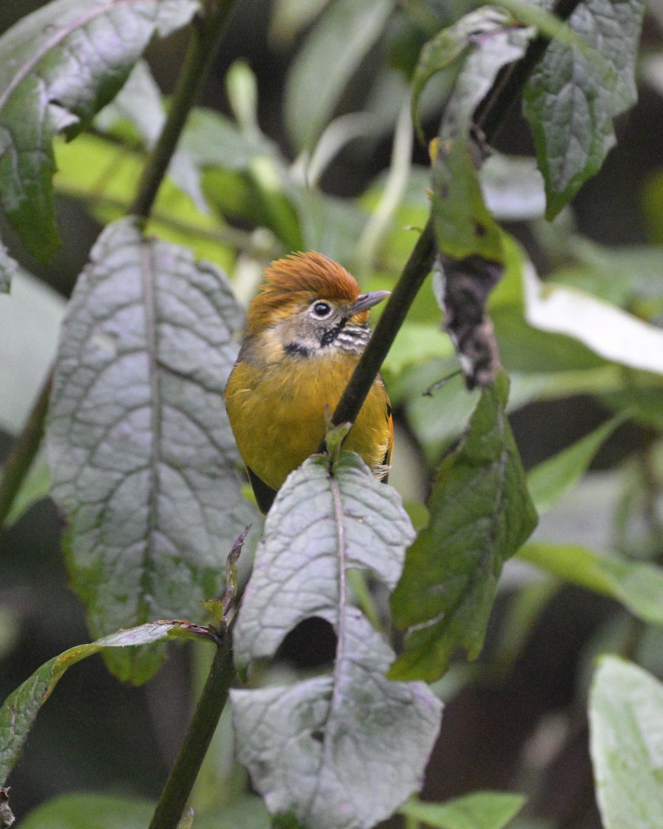 Chestnut-tailed Minla - Partha Saradhi Allam