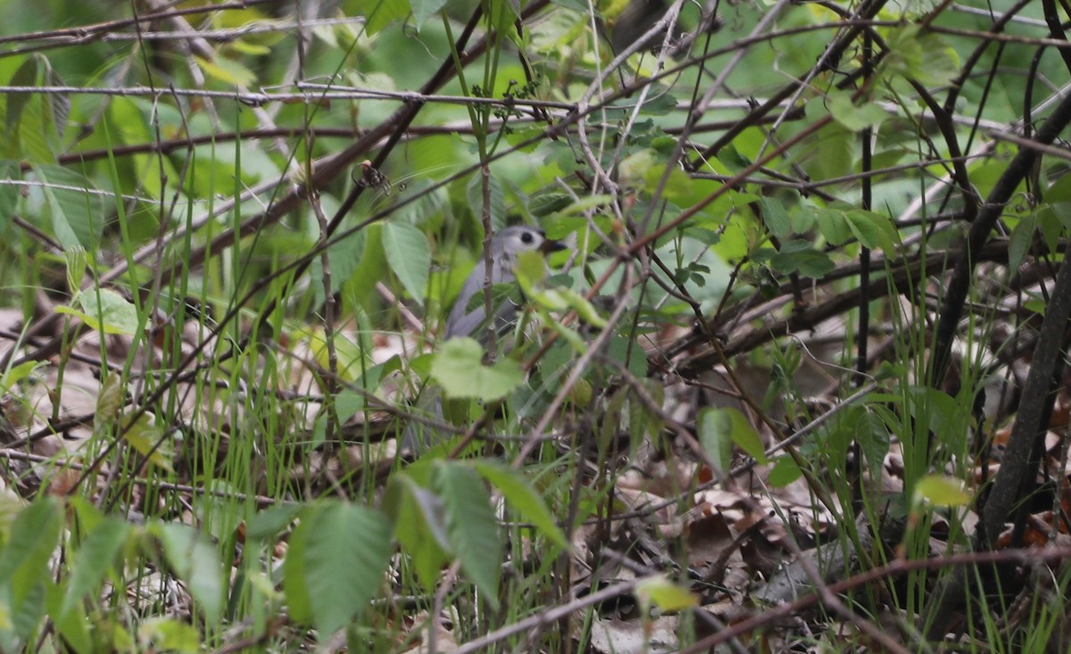 Tufted Titmouse - "Chia" Cory Chiappone ⚡️