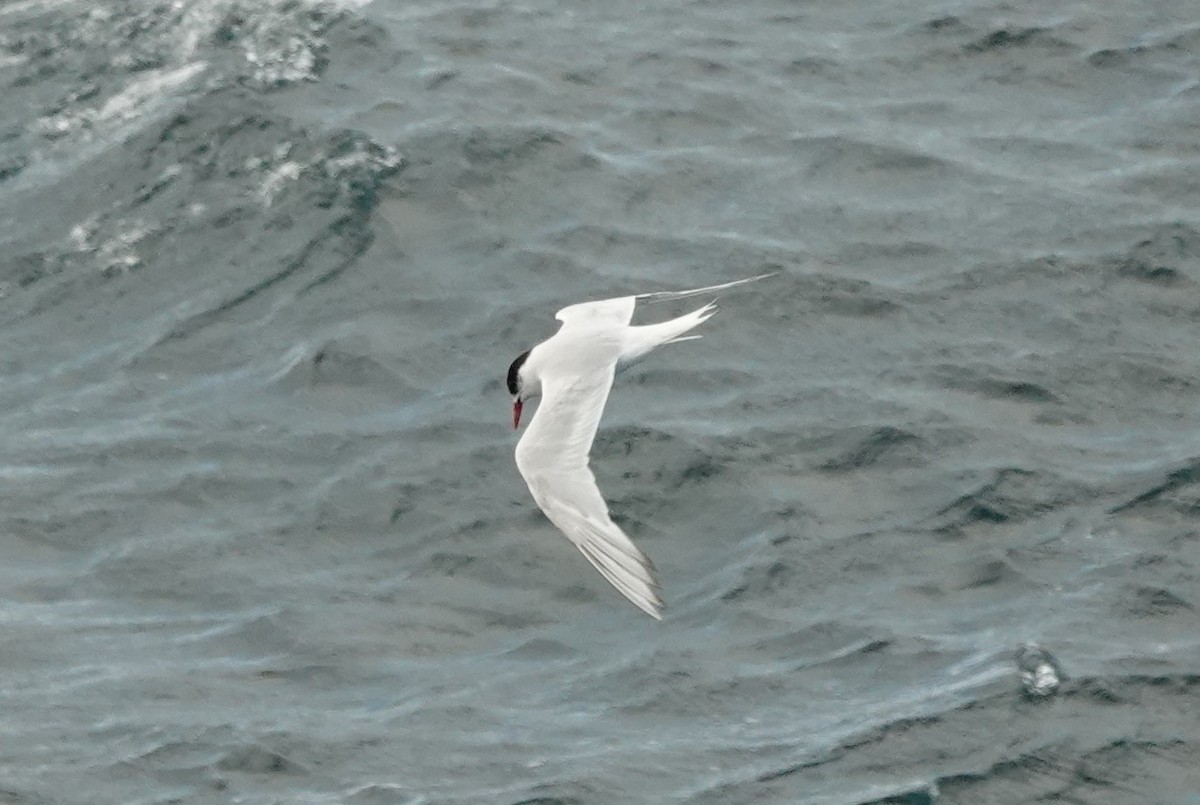 South American Tern - Marcia Hawk