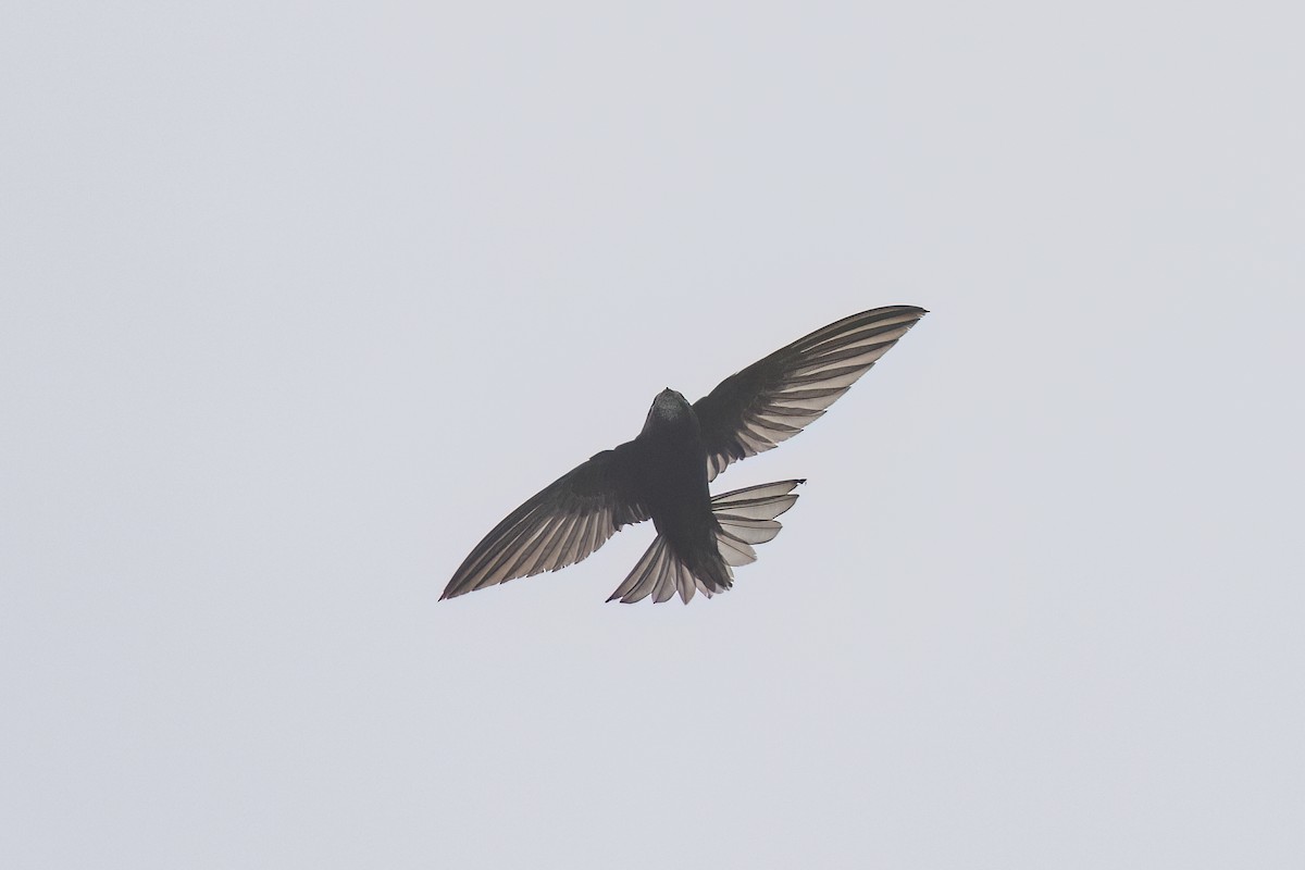 Common Swift - Samuel Paul Galick