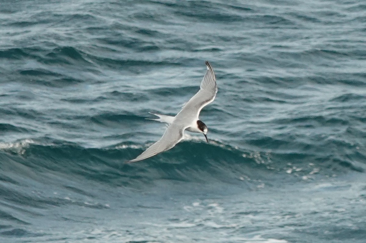 South American Tern - Marcia Hawk