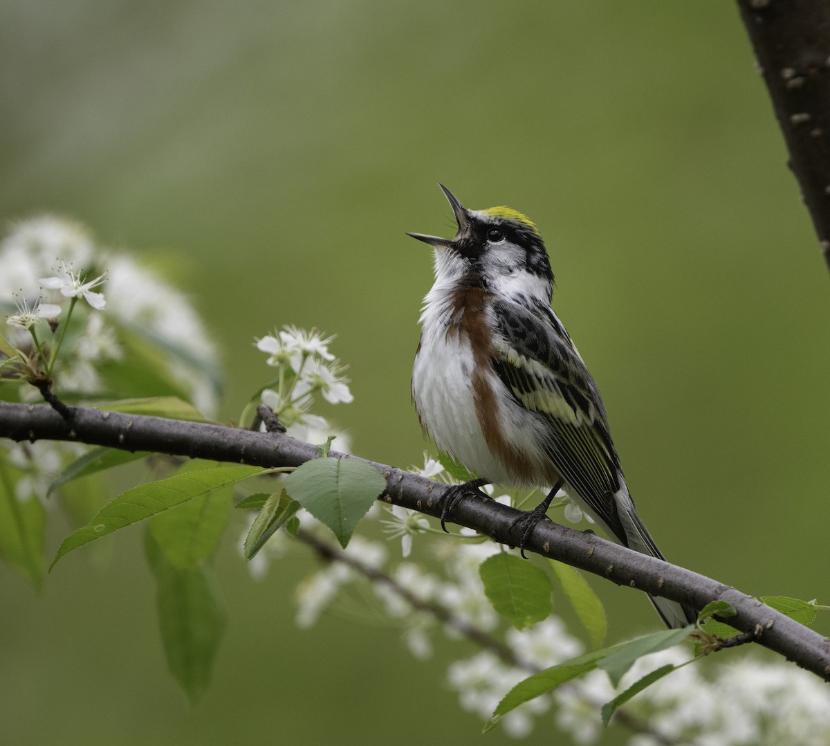 Chestnut-sided Warbler - Charles Carlson