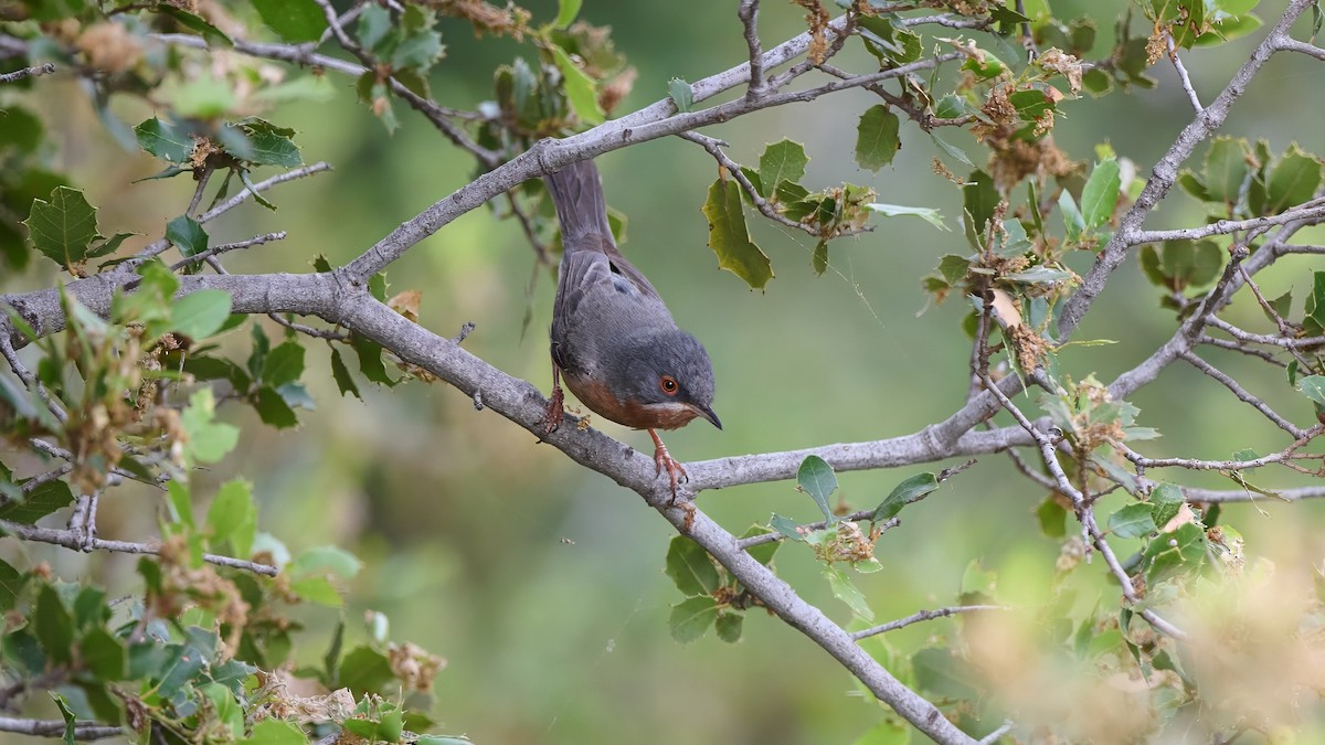 Eastern Subalpine Warbler - Kraig Cawley