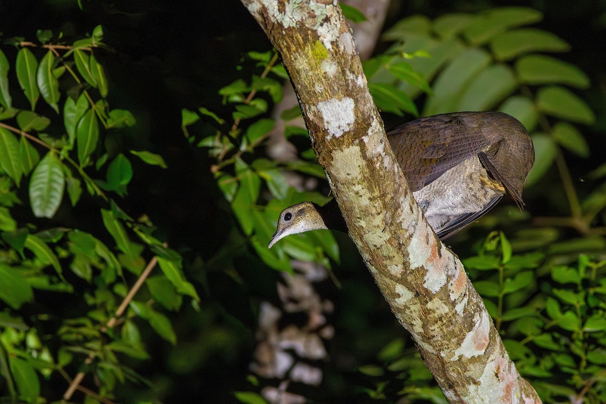 Solitary Tinamou - ML619187968