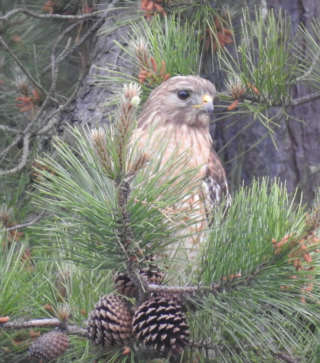 Red-shouldered Hawk - Fred Shaffer