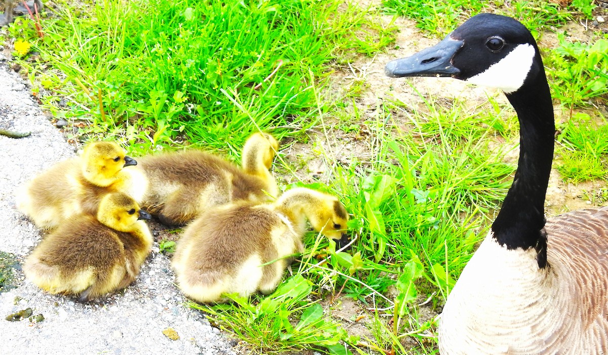 Canada Goose - Lucio 'Luc' Fazio