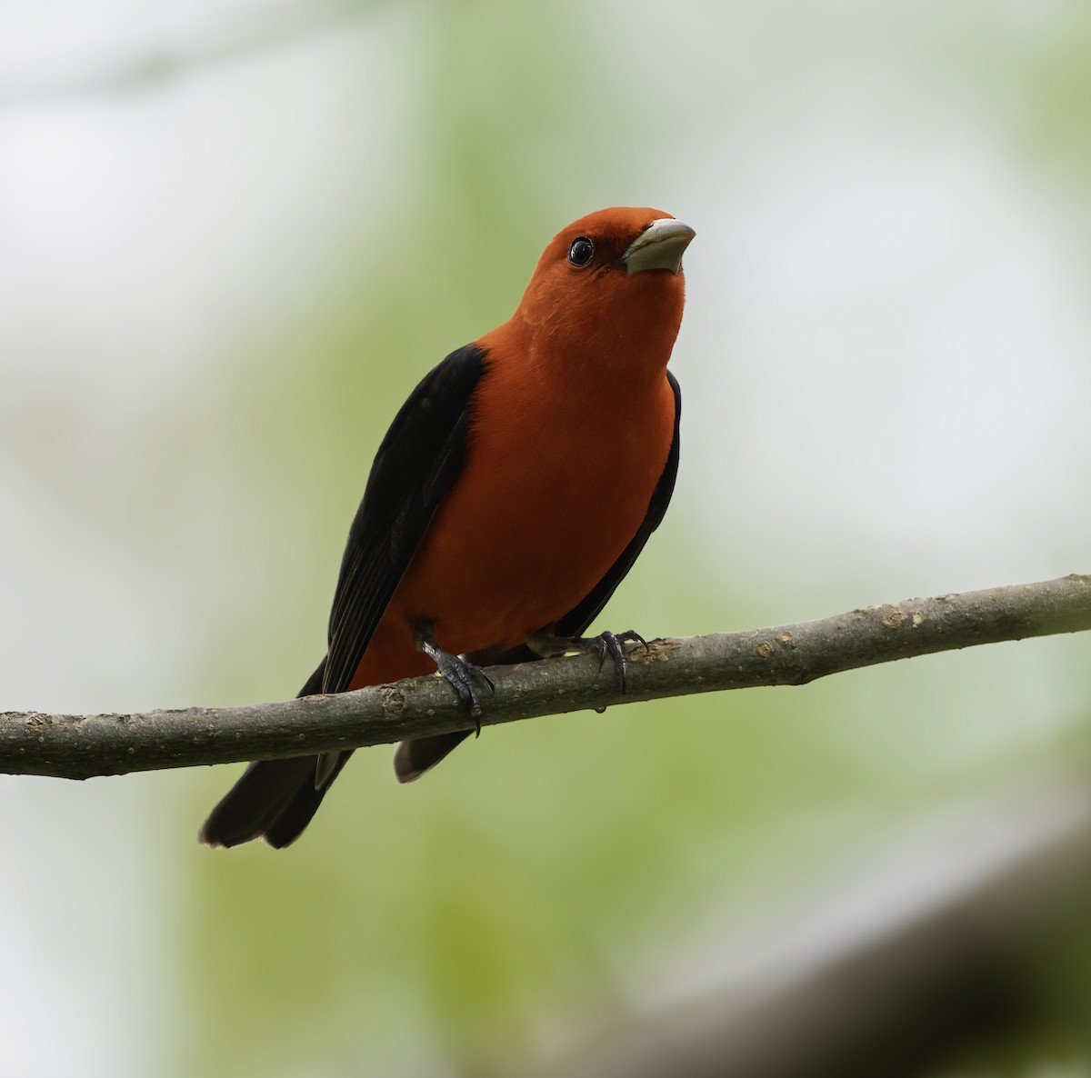 Scarlet Tanager - Charles Carlson