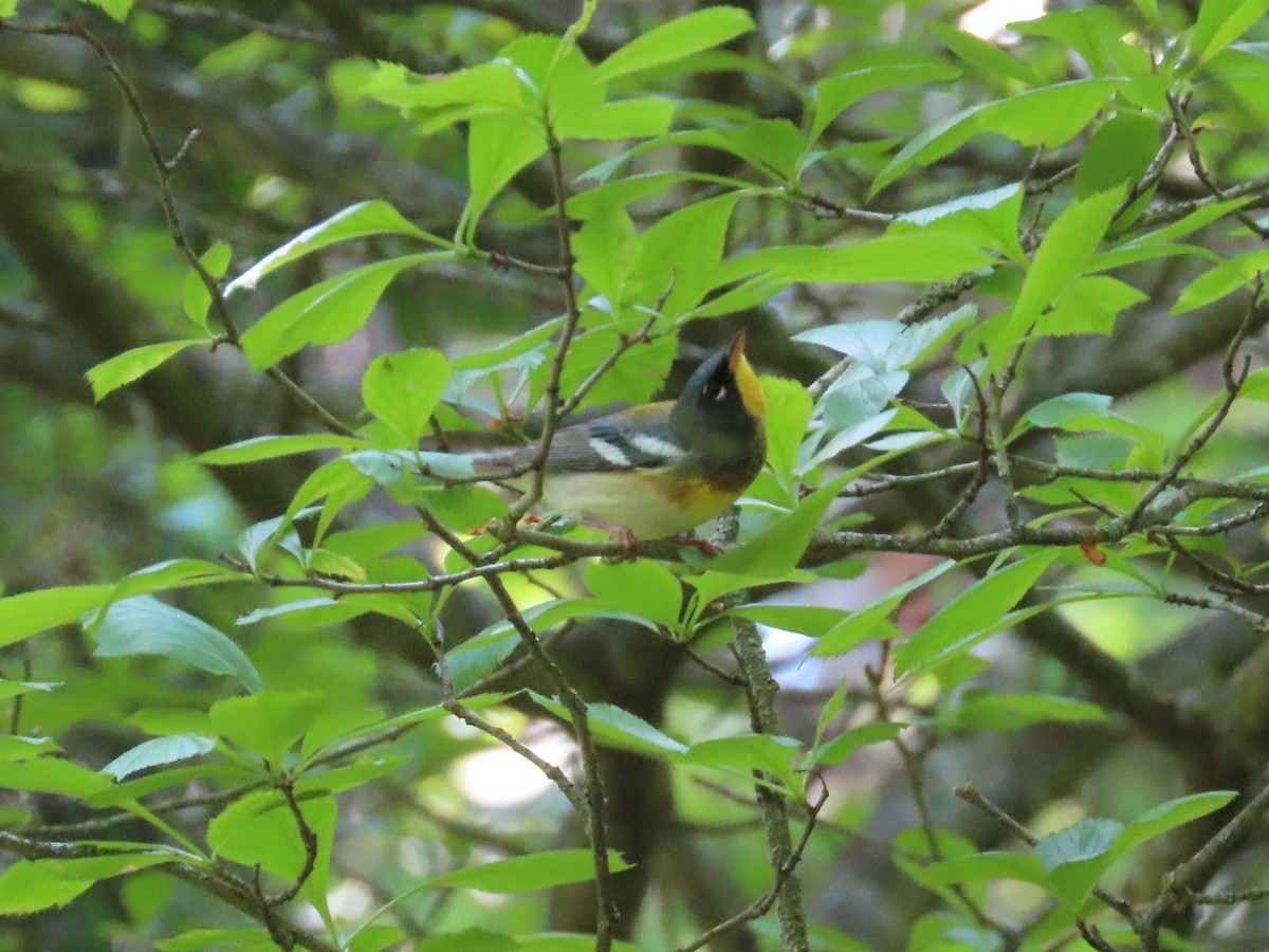 Northern Parula - Christopher Hollister