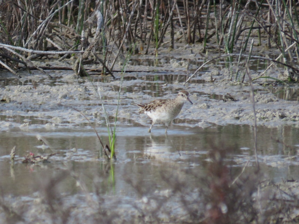 Sharp-tailed Sandpiper - Jude Friesen