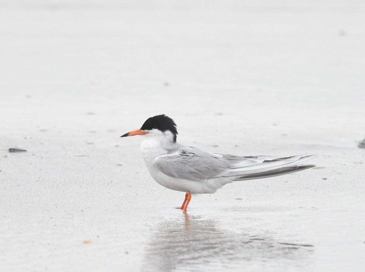 Forster's Tern - Peter Paul