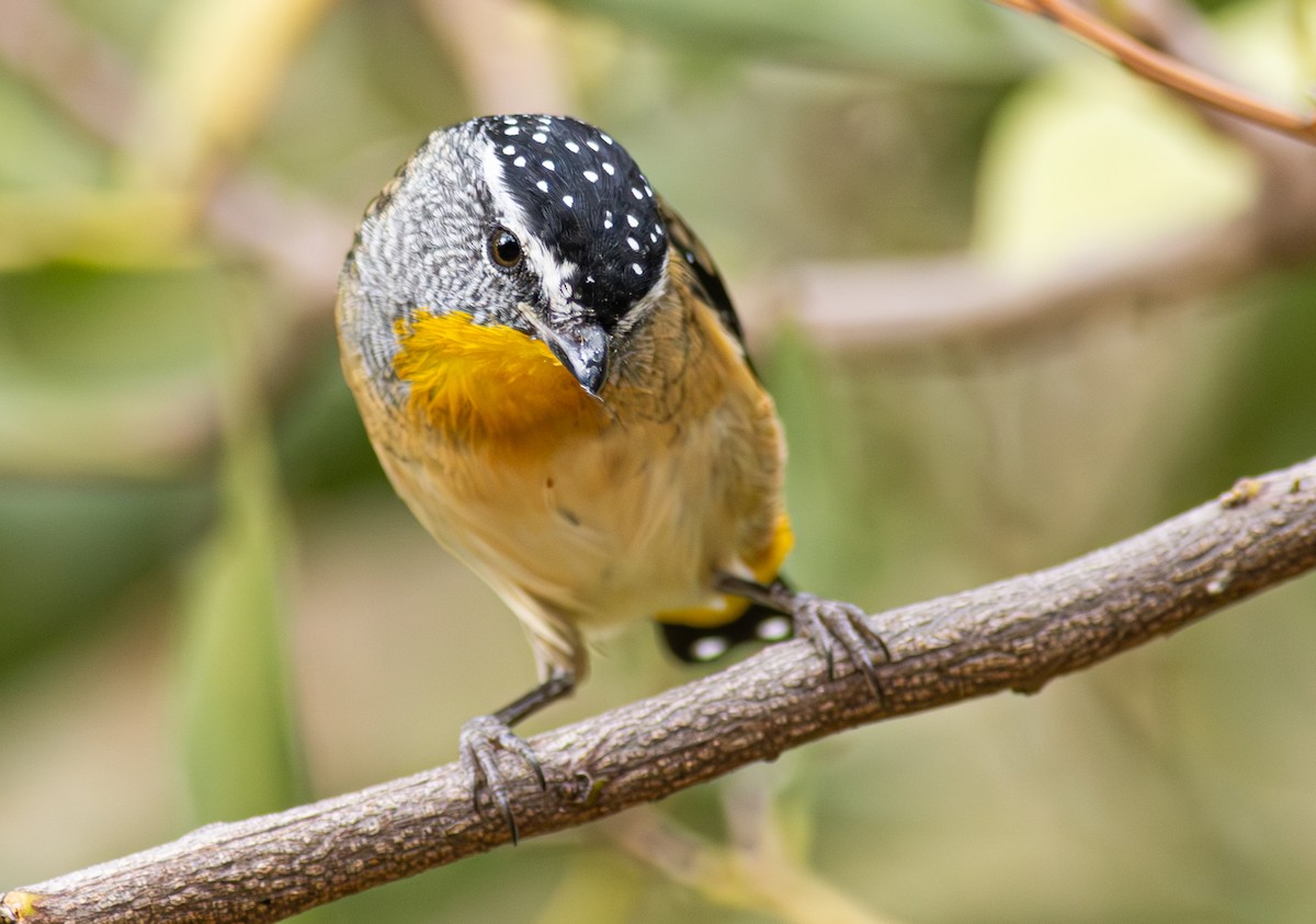 Pardalote pointillé - ML619187999