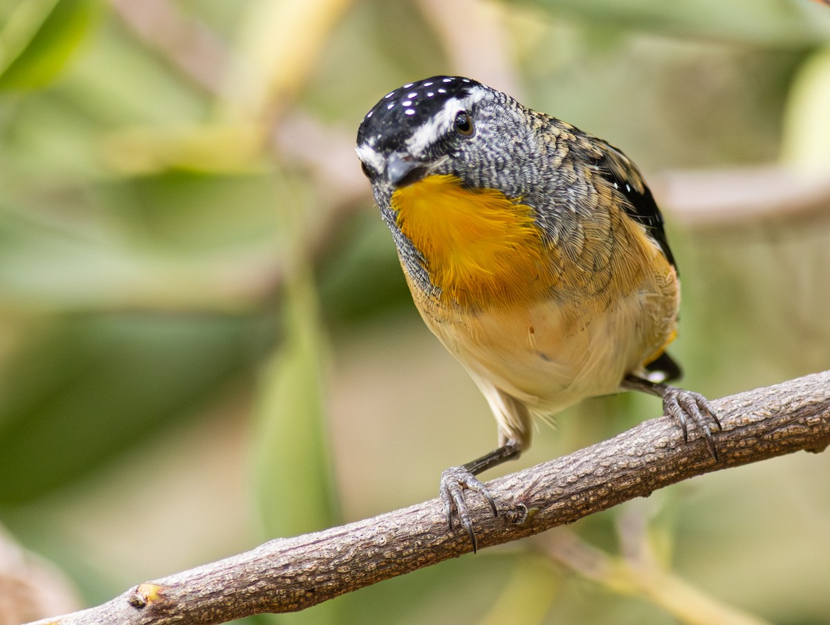 Pardalote pointillé - ML619188000