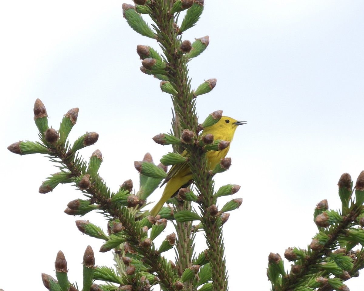 Yellow Warbler - Anita M Granger