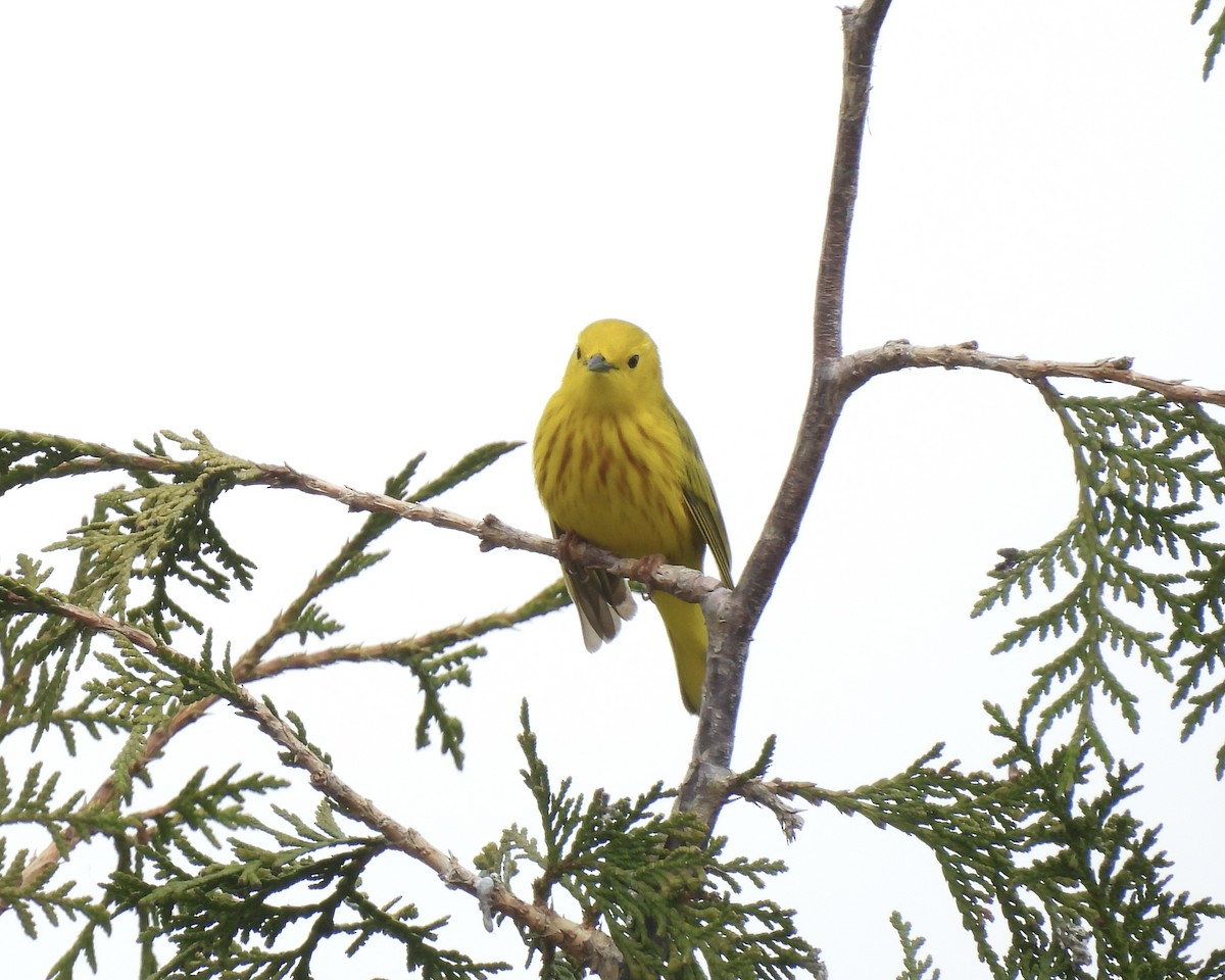 Yellow Warbler - Anita M Granger