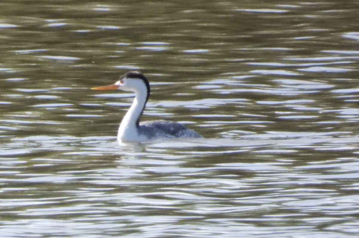 Clark's Grebe - ML619188014